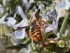 Rhodanthidium sticticum